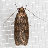 1064 Brown House Moth (Hofmannophila pseudospretella)