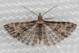 2313 Montana Six-plume Moth (Alucita montana)