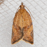3612 Orange Tortrix (Argyrotaenia franciscana)