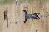 moorhen 4