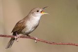 house wren 89