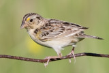 grasshopper_sparrow_36