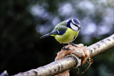 Blue tit