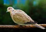 Eurasian Collared Dove
