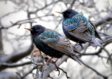 The common starling