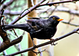 The common blackbird