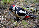 The great spotted woodpecker