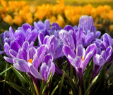 Spring Crocus