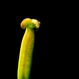 Tulip's Stile and Stigma