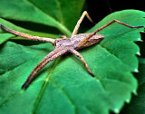 The nursery web spider