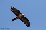 Bearded Vulture.jpg
