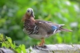 Post Card for Reifel Bird Sanctuary