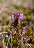 Lappljung (Phyllodoce caerulea)