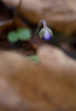 Blåsippa (Hepatica nobilis)