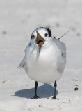 Cabot's Tern (Thalasseus acuflavidus)