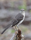 Northern Mockingbird (Mimus polyglottos)	