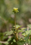 Desmeknopp (Adoxa moschatellina)