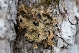 Lunglav (Lobaria pulmonaria)