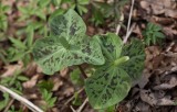 Vitt jättetreblad (Trillium albidum)