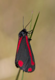 Karminspinnare (Tyria jacobaeae)