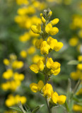 Lupinväppling (Thermopsis montana)