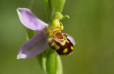 Biblomster (Ophrys apifera)