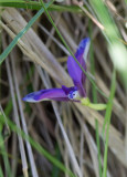 Gräsiris (Iris graminea)