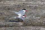 Arctic Tern (Sterna paradisaea)	