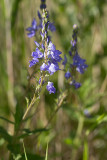 Praktveronika (Veronica austriaca ssp. teucrium)