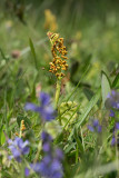 Månlåsbräken (Botrychium lunaria)