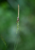 Skogsstarr (Carex sylvatica)