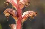 Klöversnyltrot (Orobanche sanguisorba)