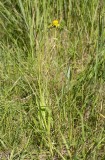 Svartrot (Scorzonera hispanica)