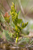 Topplåsbräken (Botrychium lanceolatum)
