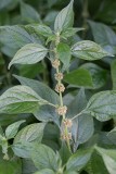 Väggört (Parietaria officinalis)