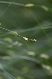 Skärmstarr (Carex remota)