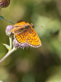 Skogsntfjril (Melitaea athalia)