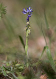 Jungfrulin (Polygala vulgaris)