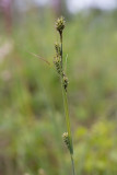 Klubbstarr (Carex buxbaumii)