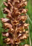 Klintsnyltrot (Orobanche elatior)