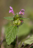 Pipdån (Galeopsis tetrahit)