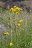 Skånefibbla (Crepis biennis)