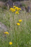 Sknefibbla (Crepis biennis)