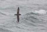 Pink-footed Shearwater (Ardenna creatopus)