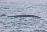 Sillval (Balaenoptera physalus)