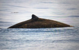 Nordlig jättenäbbval (Berardius bairdii)