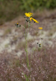Hagfibbla (Hieracium vulgatum)