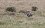 Rough-legged Buzzard (Buteo lagopus)