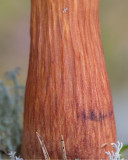 Ribbsopp (Aureoboletus projectellus)