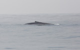 Blåval (Balaenoptera musculus)